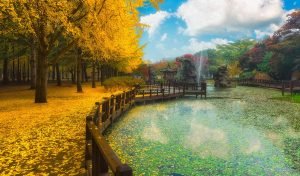 Destinasi Wisata Untuk Menikmati Musim Gugur di Korea Selatan
