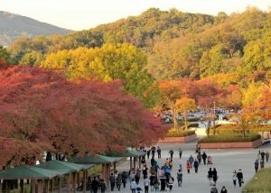 Hutan Yang Bisa Dijadikan Rekomendasi Rekreasi di Korea Selatan